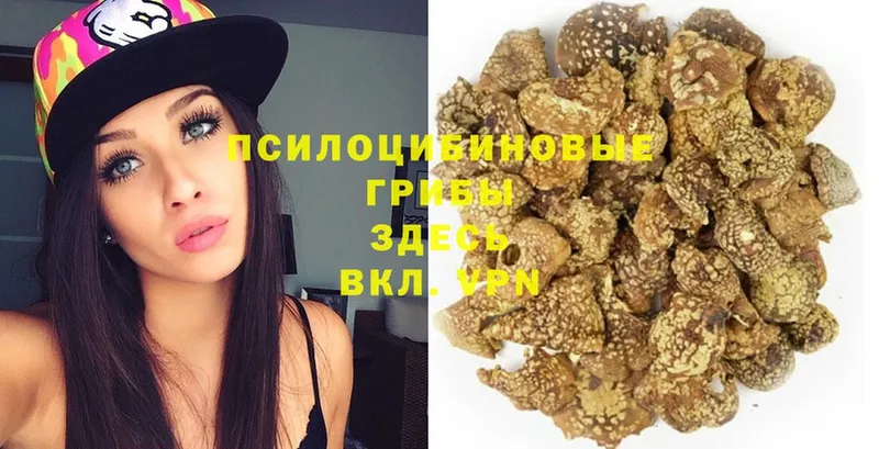 Псилоцибиновые грибы Psilocybe  Агрыз 